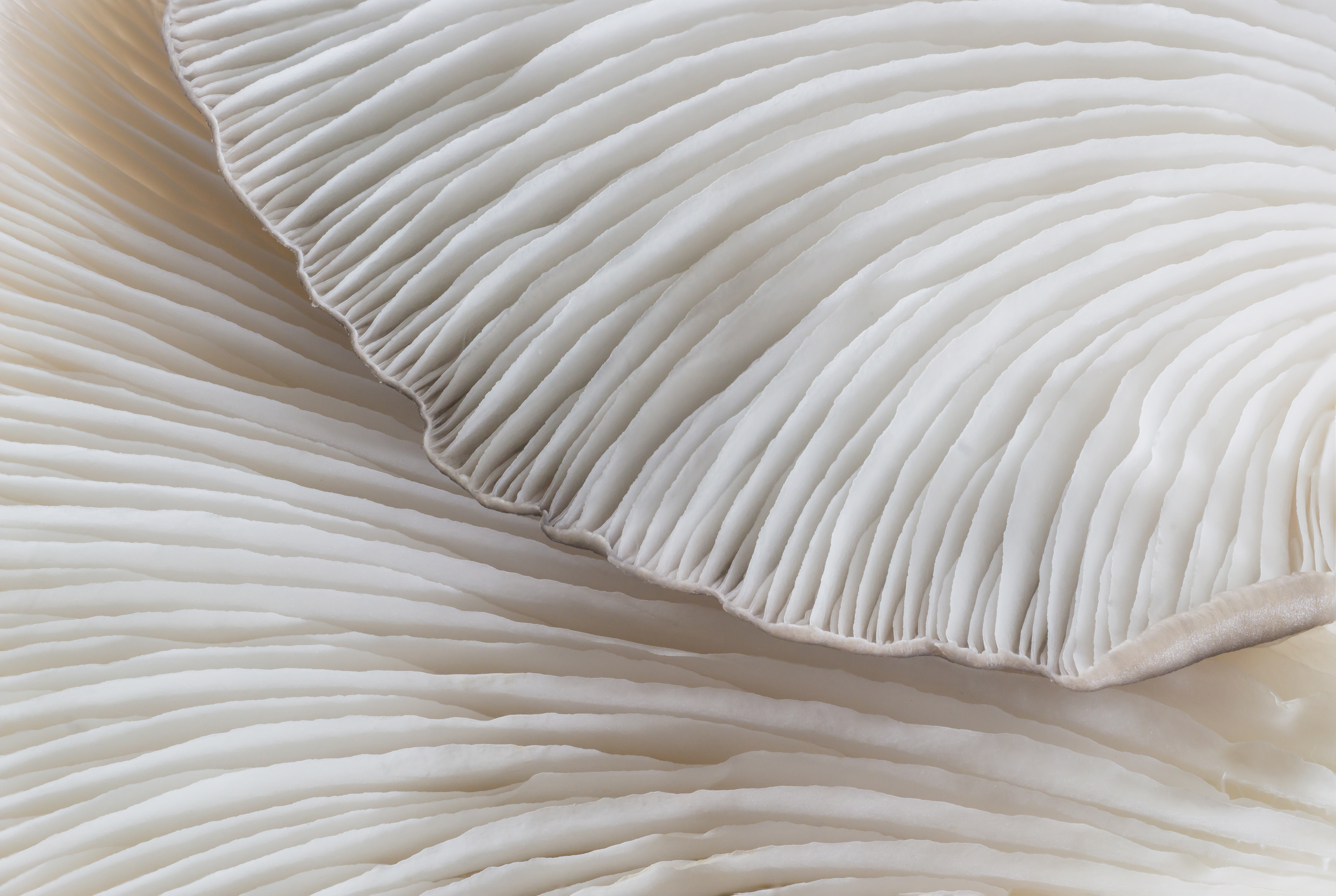 The GIANT Company partnered with the Rodale Institute to support ecologically safe farming, sustainable retailing and hunger-elimination efforts