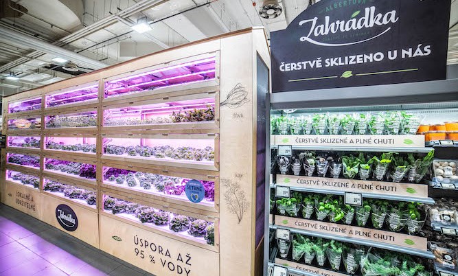 Albert tests hydroponic system directly in-store 